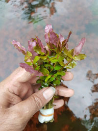 Rotala macrandra 'Small leaf'